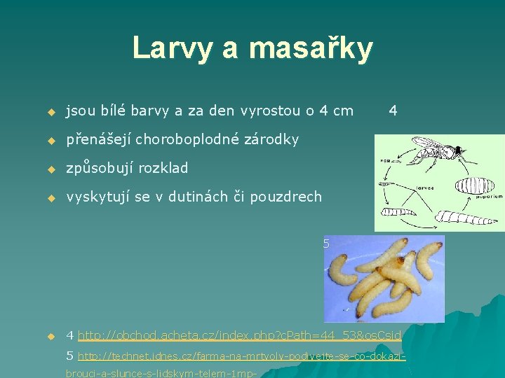 Larvy a masařky u jsou bílé barvy a za den vyrostou o 4 cm