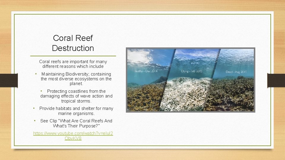 Coral Reef Destruction Coral reefs are important for many different reasons which include •