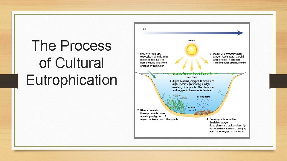 The Process of Cultural Eutrophication 