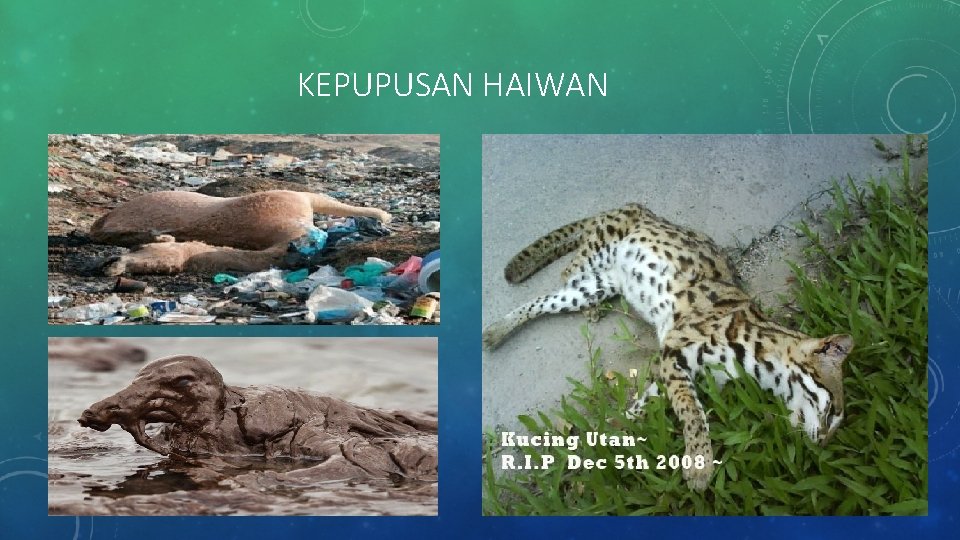 KEPUPUSAN HAIWAN 