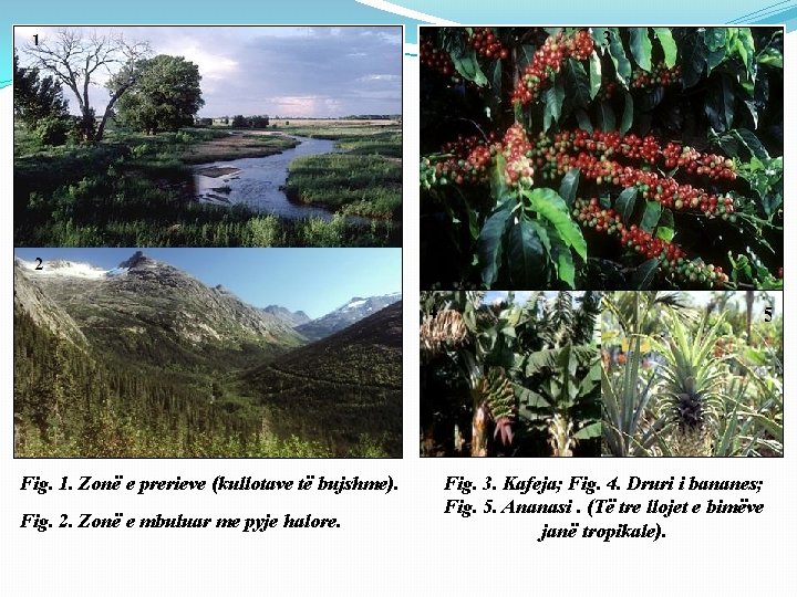 Fig. 1. Zonë e prerieve (kullotave të bujshme). Fig. 2. Zonë e mbuluar me