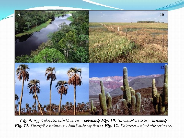 Fig. 9. Pyjet ekuatoriale të shiut – selvaset; Fig. 10. Barishtet e larta –