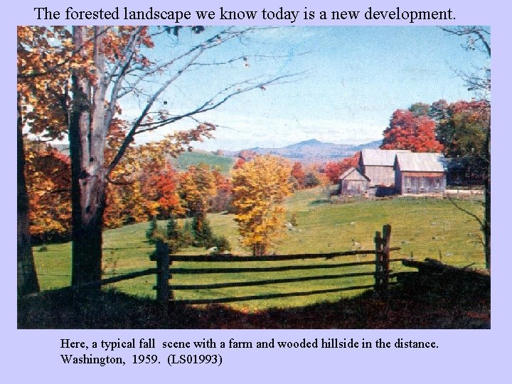 The forested landscape we know today is a new development. Here, a typical fall