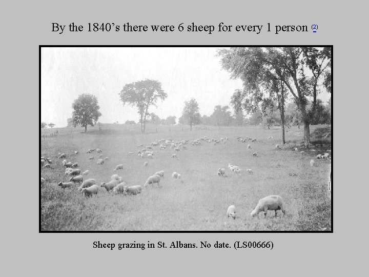 By the 1840’s there were 6 sheep for every 1 person Sheep grazing in