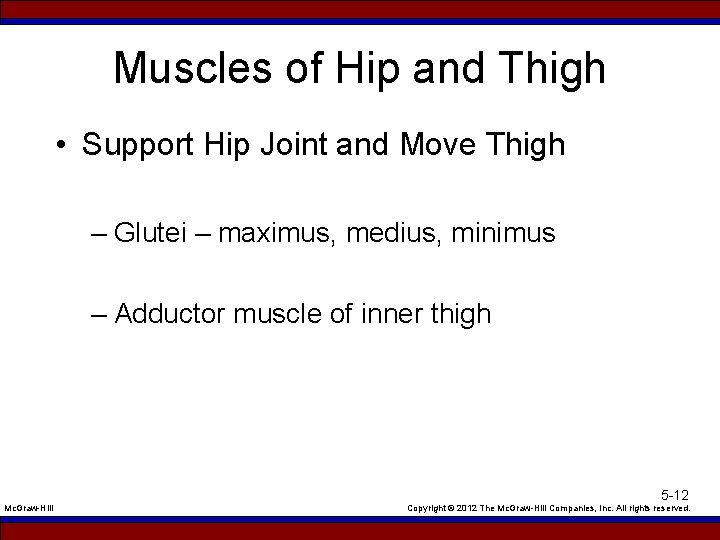 Muscles of Hip and Thigh • Support Hip Joint and Move Thigh – Glutei