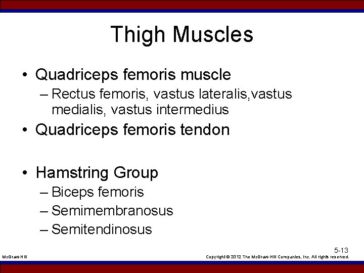 Thigh Muscles • Quadriceps femoris muscle – Rectus femoris, vastus lateralis, vastus medialis, vastus