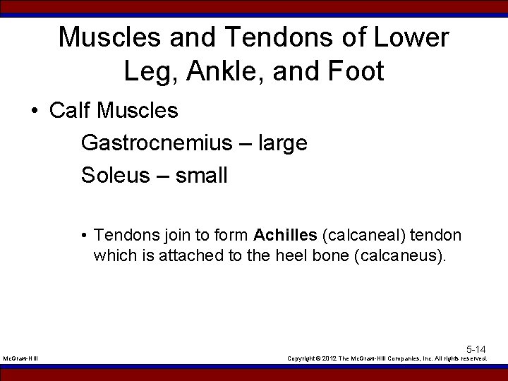 Muscles and Tendons of Lower Leg, Ankle, and Foot • Calf Muscles Gastrocnemius –