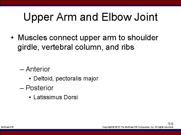 Upper Arm and Elbow Joint • Muscles connect upper arm to shoulder girdle, vertebral