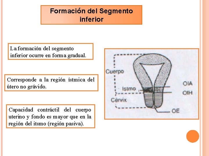 Formación del Segmento inferior La formación del segmento inferior ocurre en forma gradual. Corresponde