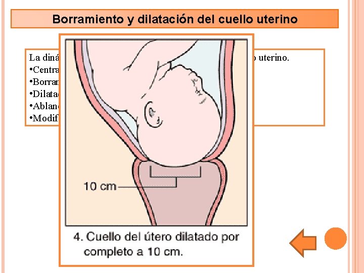 Borramiento y dilatación del cuello uterino La dinámica uterina provoca la “maduración” del cuello