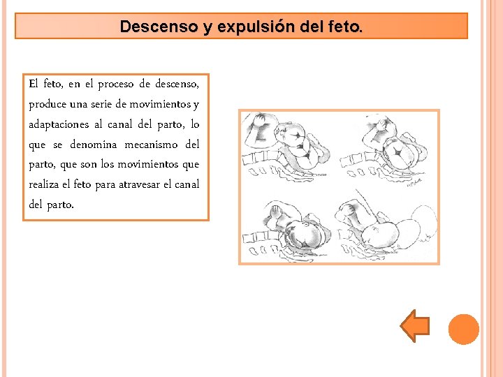 Descenso y expulsión del feto. El feto, en el proceso de descenso, produce una