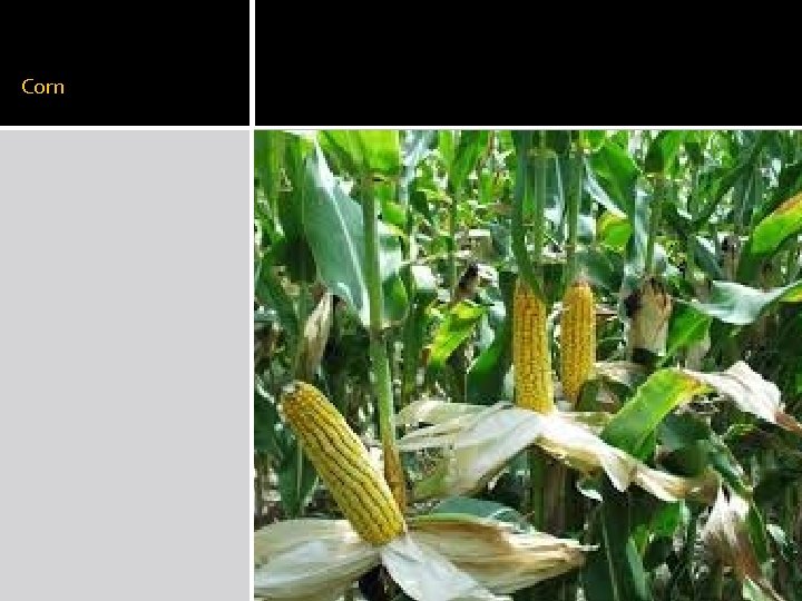 Corn 
