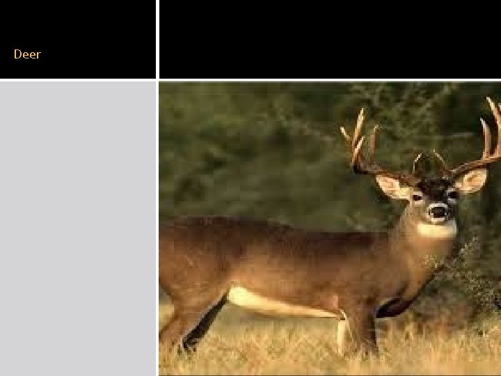 Deer 