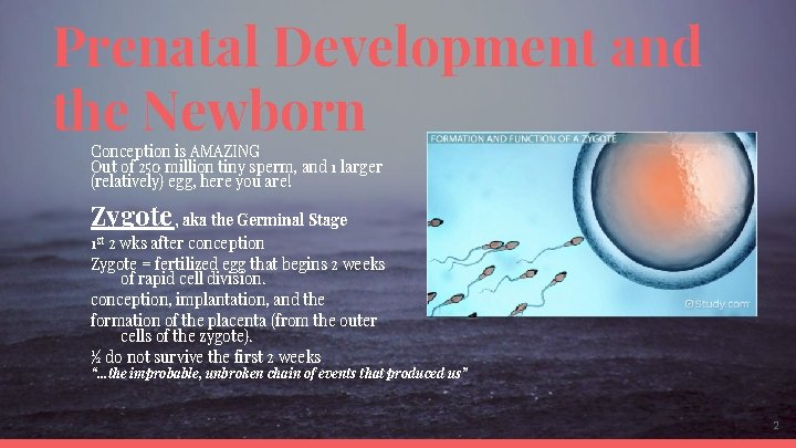 Prenatal Development and the Newborn Conception is AMAZING Out of 250 million tiny sperm,