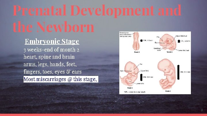 Prenatal Development and the Newborn Embryonic Stage 3 weeks-end of month 2 heart, spine