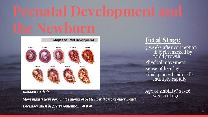 Prenatal Development and the Newborn Fetal Stage 9 weeks after conception til birth marked