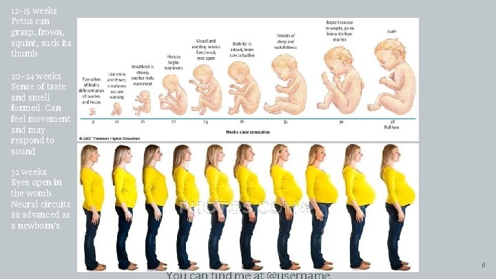 12 -15 weeks Fetus can grasp, frown, squint, suck its thumb 20 -24 weeks