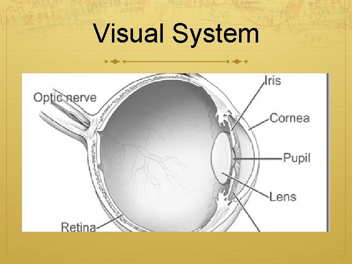 Visual System 