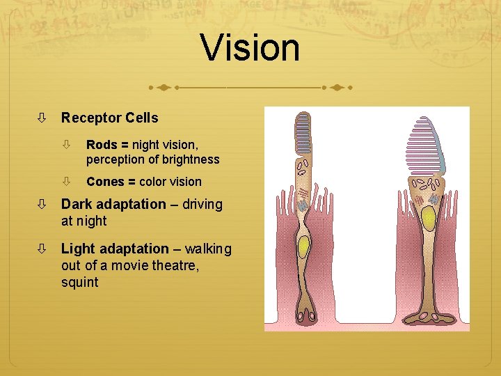 Vision Receptor Cells Rods = night vision, perception of brightness Cones = color vision