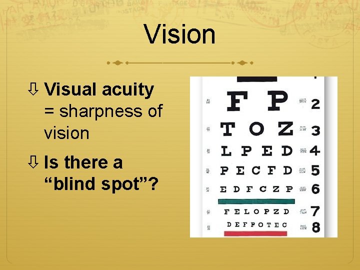 Vision Visual acuity = sharpness of vision Is there a “blind spot”? 