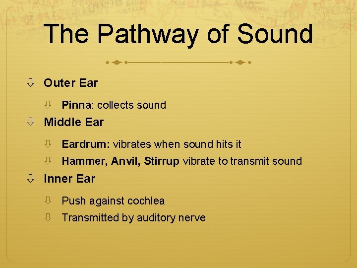 The Pathway of Sound Outer Ear Pinna: collects sound Middle Eardrum: vibrates when sound