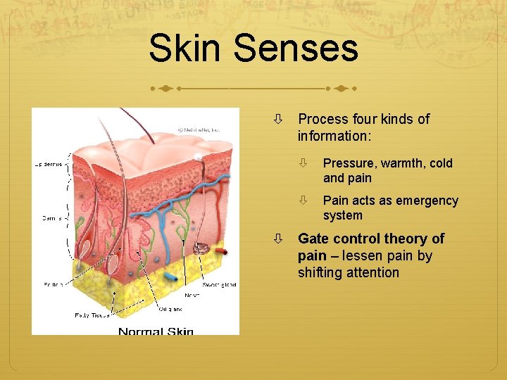 Skin Senses Process four kinds of information: Pressure, warmth, cold and pain Pain acts