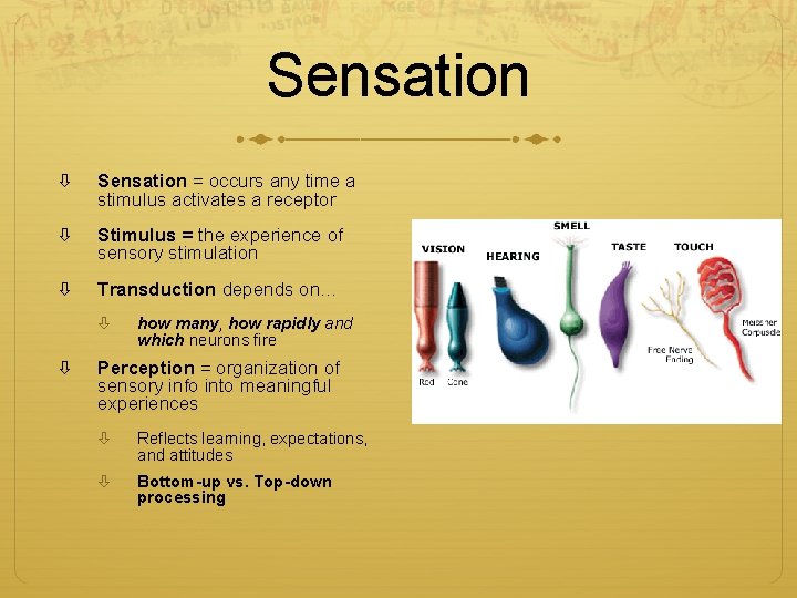 Sensation = occurs any time a stimulus activates a receptor Stimulus = the experience