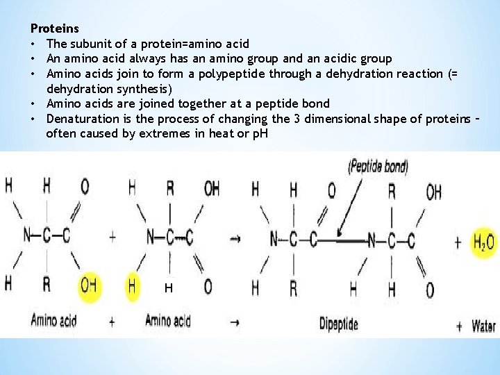 Proteins • The subunit of a protein=amino acid • An amino acid always has