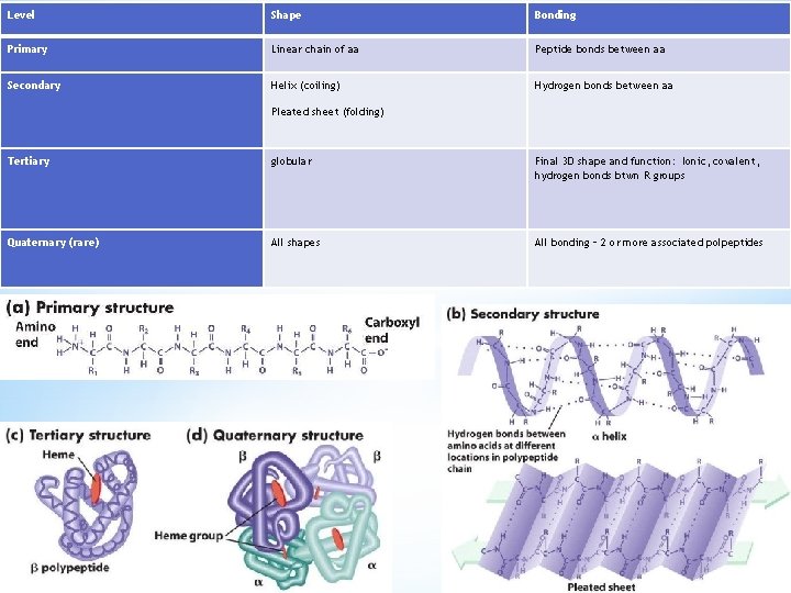 Level Shape Bonding Primary Linear chain of aa Peptide bonds between aa Secondary Helix