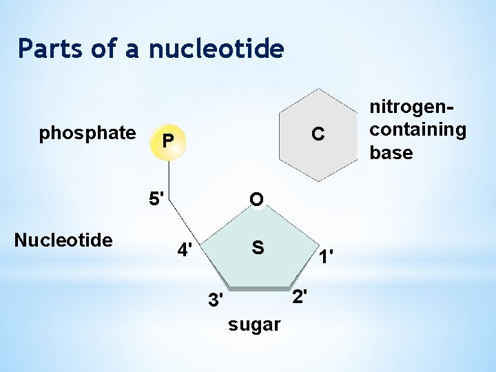 Parts of a nucleotide phosphate C P 5' Nucleotide O S 4' 1' 2'