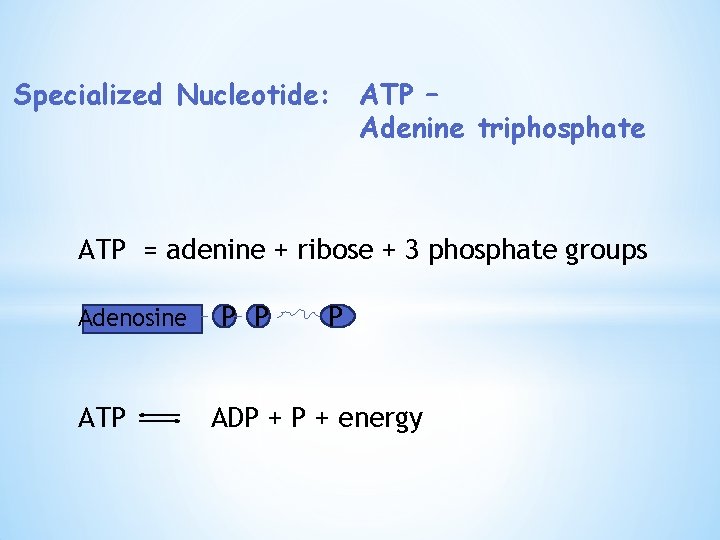 Specialized Nucleotide: ATP – Adenine triphosphate ATP = adenine + ribose + 3 phosphate