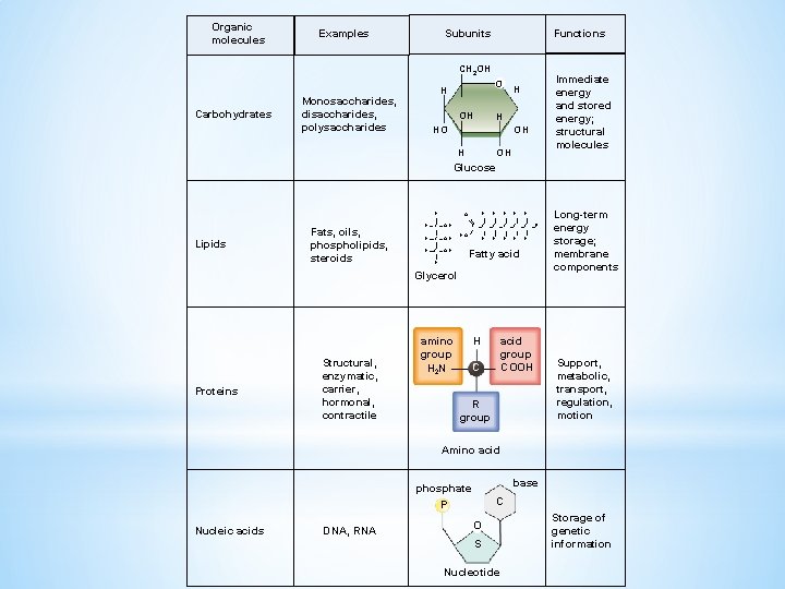 Organic molecules Subunits Examples Functions CH 2 OH Carbohydrates O H Monosaccharides, disaccharides, polysaccharides