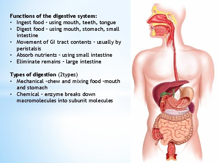 Functions of the digestive system: • Ingest food – using mouth, teeth, tongue •