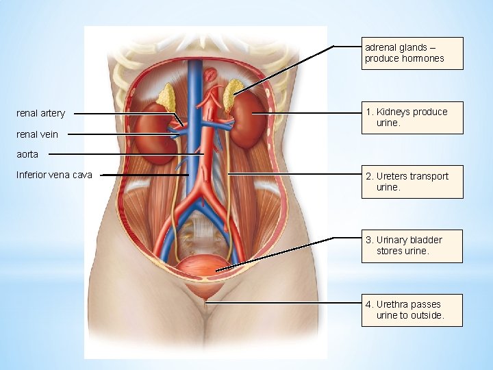 adrenal glands – produce hormones renal artery 1. Kidneys produce urine. renal vein aorta