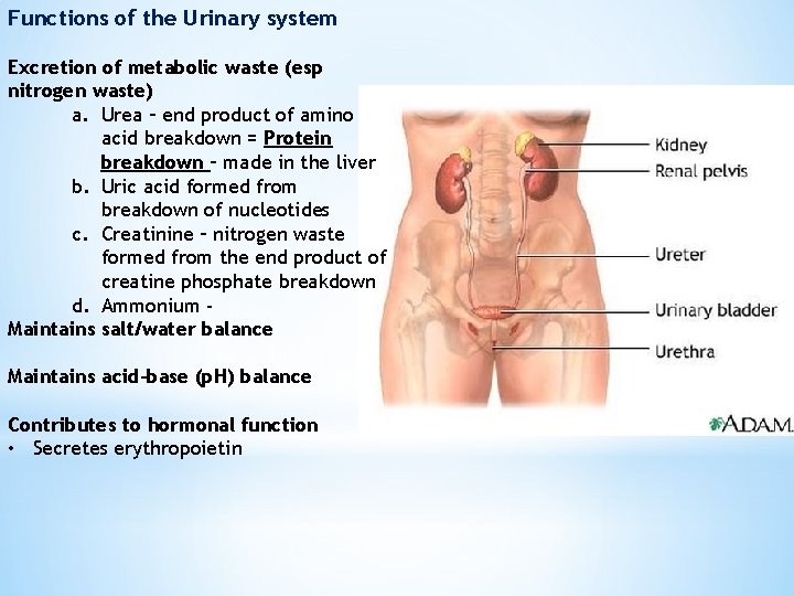 Functions of the Urinary system Excretion of metabolic waste (esp nitrogen waste) a. Urea