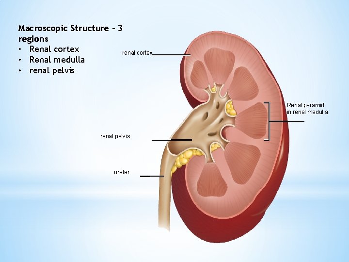 Macroscopic Structure – 3 regions • Renal cortex renal cortex • Renal medulla •