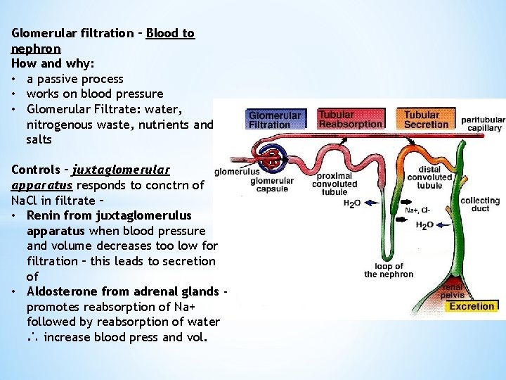 Glomerular filtration – Blood to nephron How and why: • a passive process •