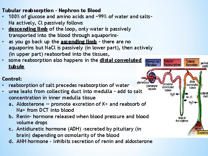 Tubular reabsorption – Nephron to Blood • 100% of glucose and amino acids and