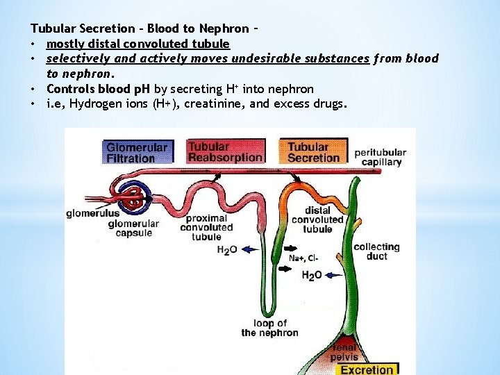 Tubular Secretion – Blood to Nephron – • mostly distal convoluted tubule • selectively