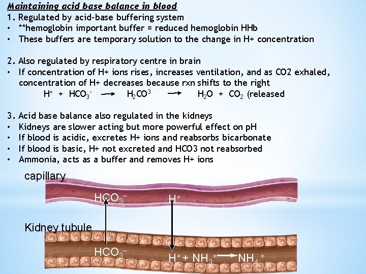 Maintaining acid base balance in blood 1. Regulated by acid-base buffering system • **hemoglobin