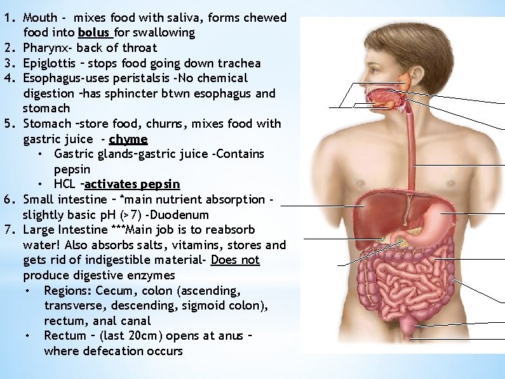 1. Mouth - mixes food with saliva, forms chewed food into bolus for swallowing