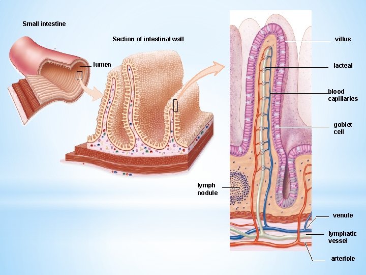 Small intestine Section of intestinal wall villus lumen lacteal blood capillaries goblet cell lymph