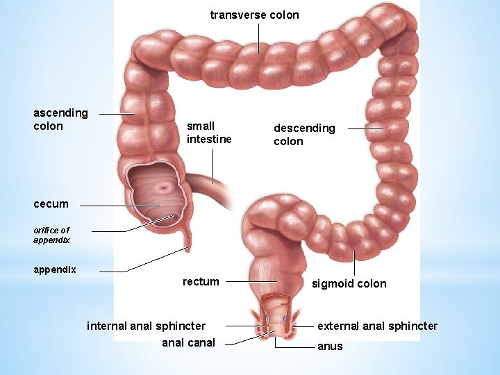 transverse colon ascending colon small intestine descending colon cecum orifice of appendix rectum internal