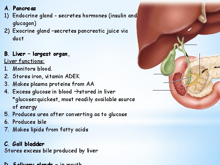 A. Pancreas 1) Endocrine gland - secretes hormones (insulin and glucagon) 2) Exocrine gland