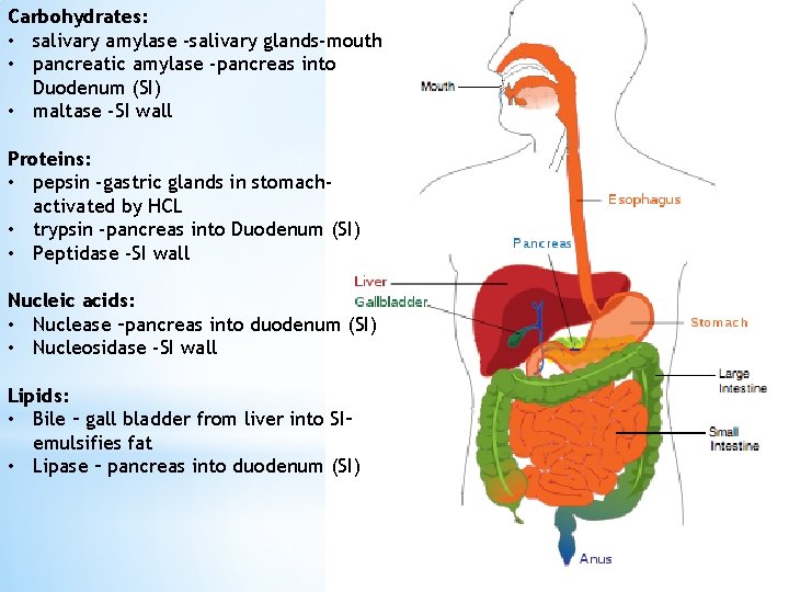 Carbohydrates: • salivary amylase -salivary glands-mouth • pancreatic amylase -pancreas into Duodenum (SI) •