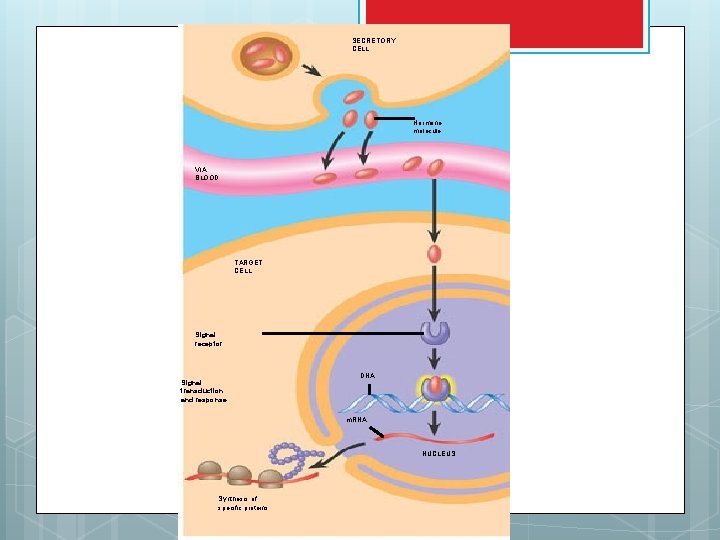 SECRETORY CELL Hormone molecule VIA BLOOD TARGET CELL Signal receptor Signal transduction and response