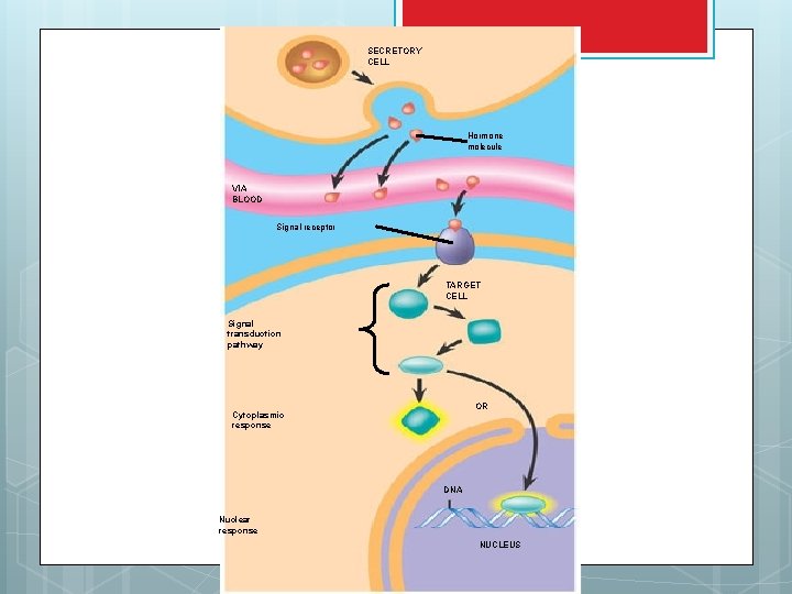 SECRETORY CELL Hormone molecule VIA BLOOD Signal receptor TARGET CELL Signal transduction pathway OR