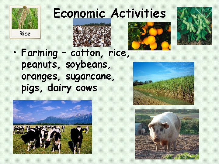Economic Activities • Farming – cotton, rice, peanuts, soybeans, oranges, sugarcane, pigs, dairy cows