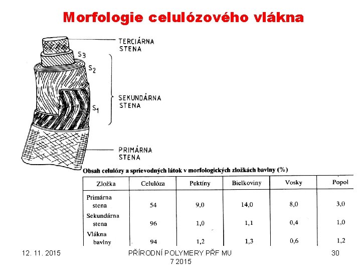Morfologie celulózového vlákna 12. 11. 2015 PŘÍRODNÍ POLYMERY PŘF MU 7 2015 30 
