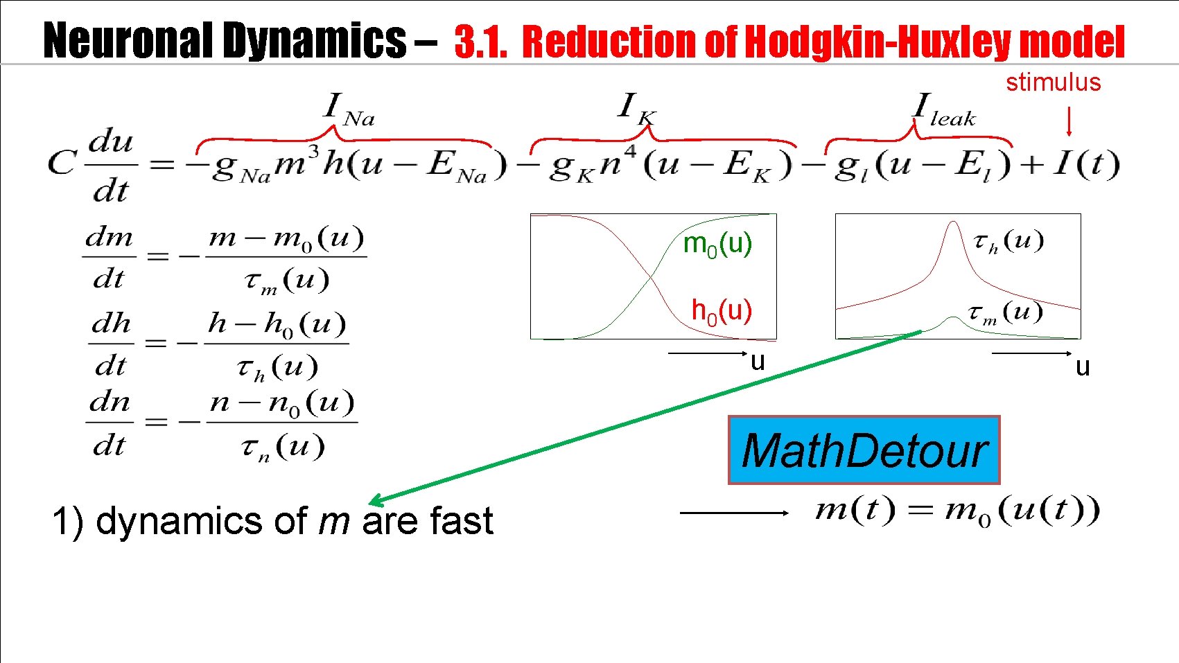 Neuronal Dynamics – 3. 1. Reduction of Hodgkin-Huxley model stimulus m 0(u) h 0(u)